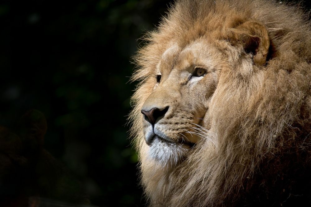 københavn zoo dyr