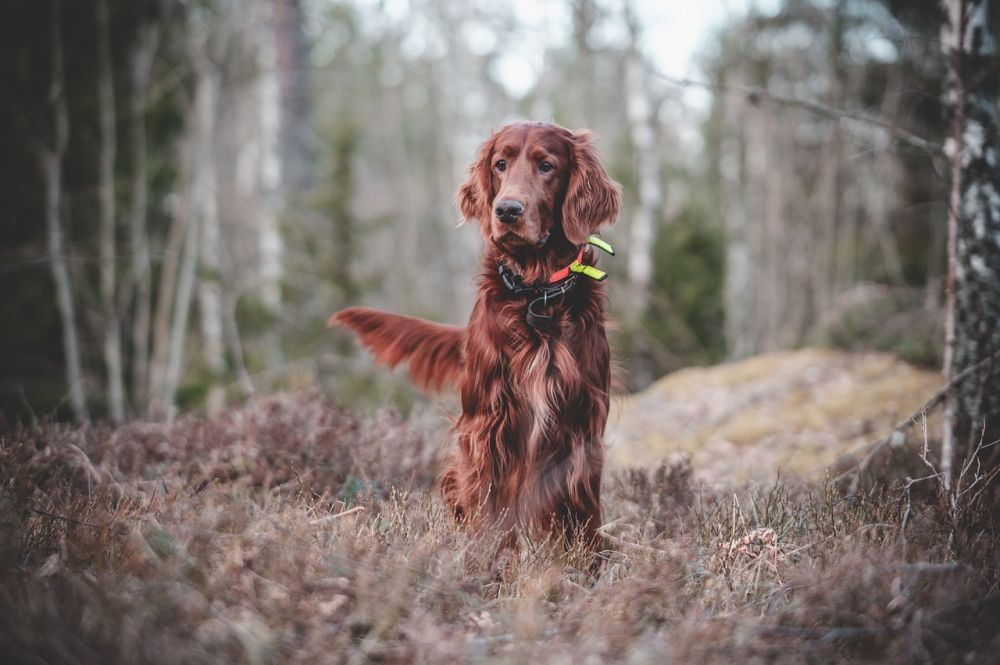 hundetræning